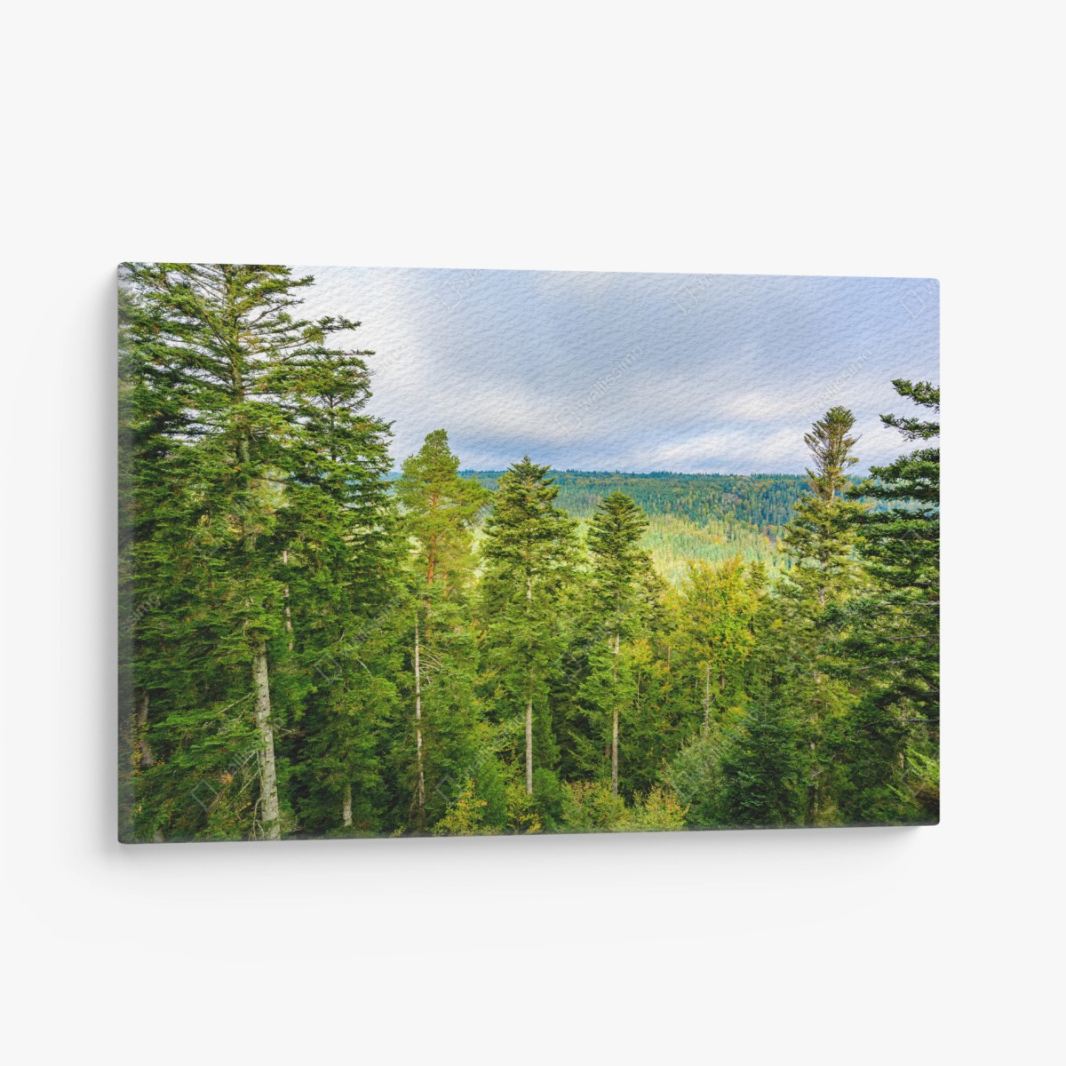 Leinwandbild Schwarzwald herbstliche waldlandschaft – Pixers®