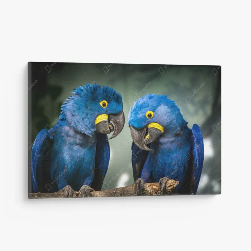 Leinwandbild paar blauer aras - nahaufnahme