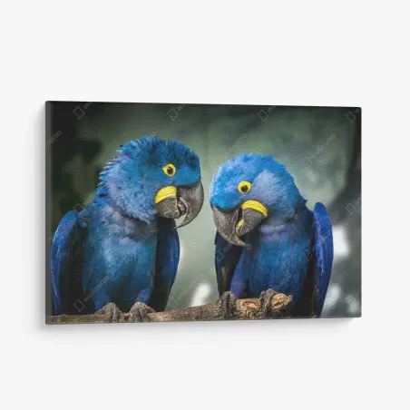 Leinwandbild paar blauer aras - nahaufnahme – Pixers®