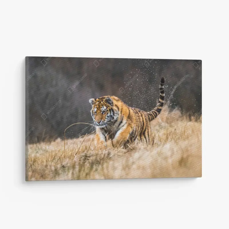 Leinwandbild sibirischer tiger in bewegung