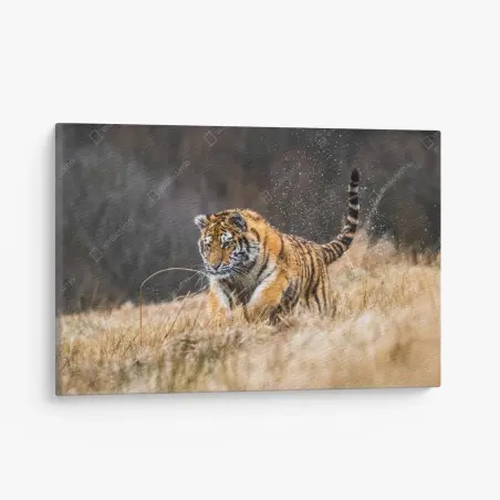 Leinwandbild sibirischer tiger in bewegung – Pixers®