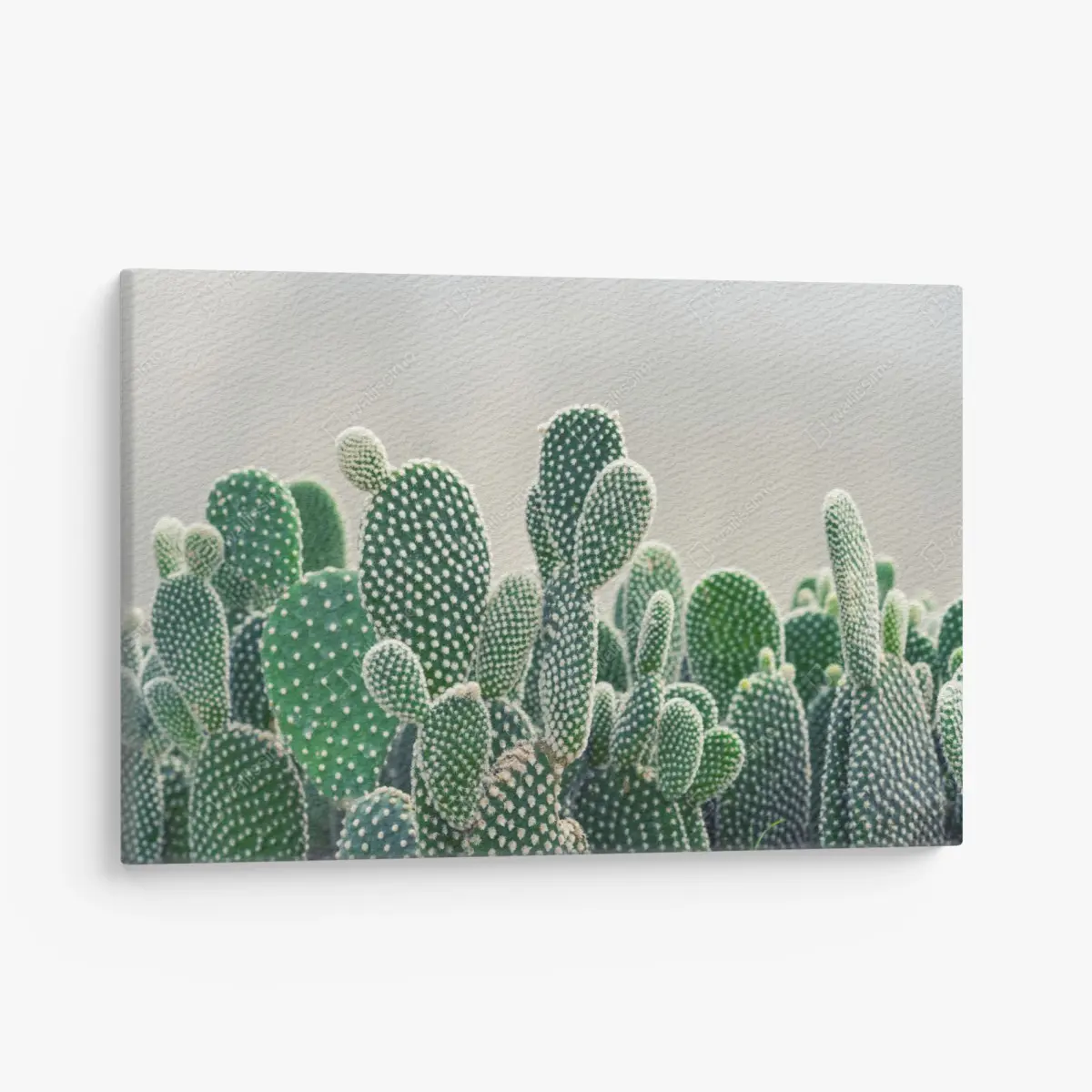 Leinwandbild nahaufnahme eines opuntienkaktus – Pixers®