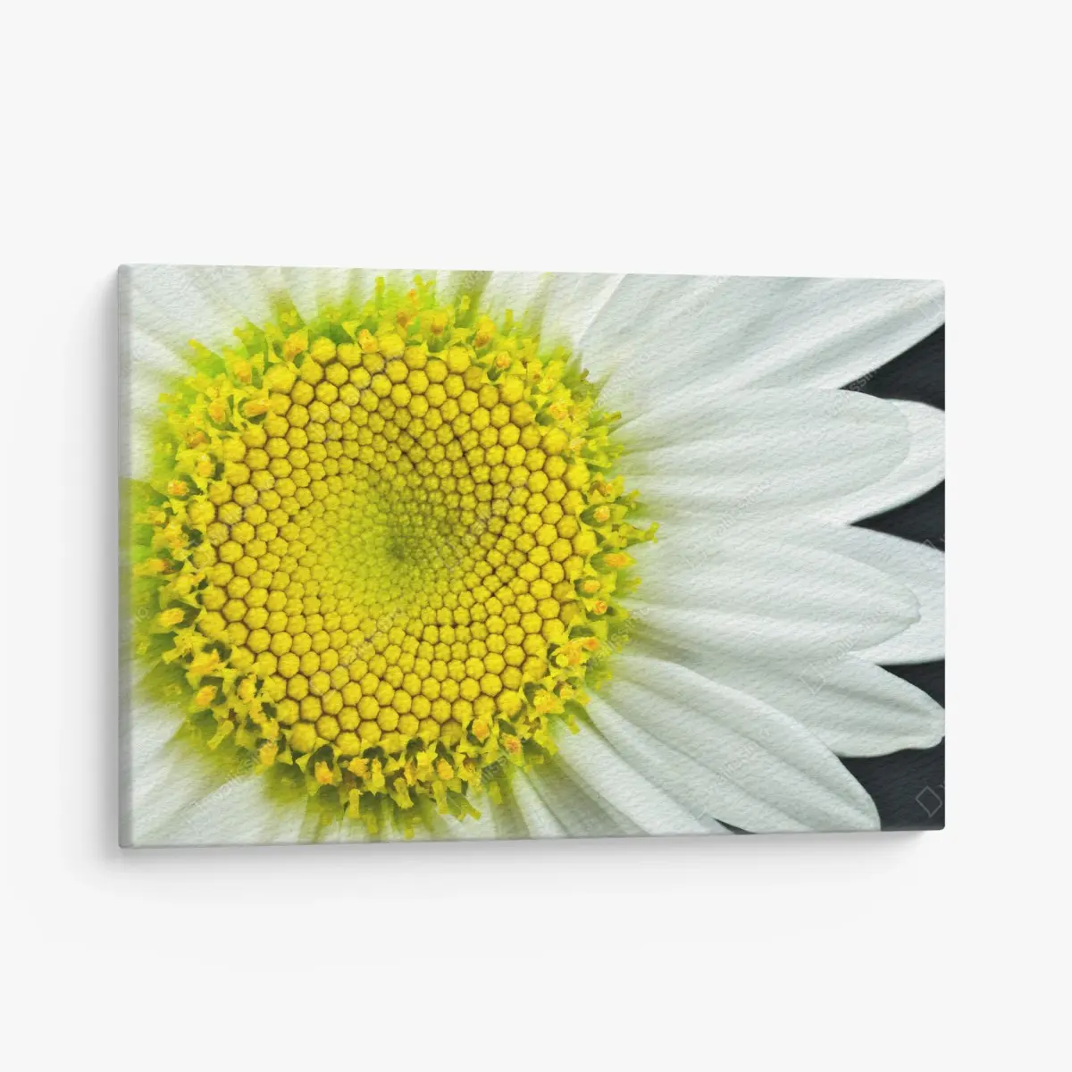 Leinwandbild makro gänseblümchen spiralmuster – Pixers®