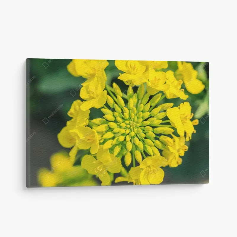 Leinwandbild lebhafte gelbe rapsblüte im nahen makro