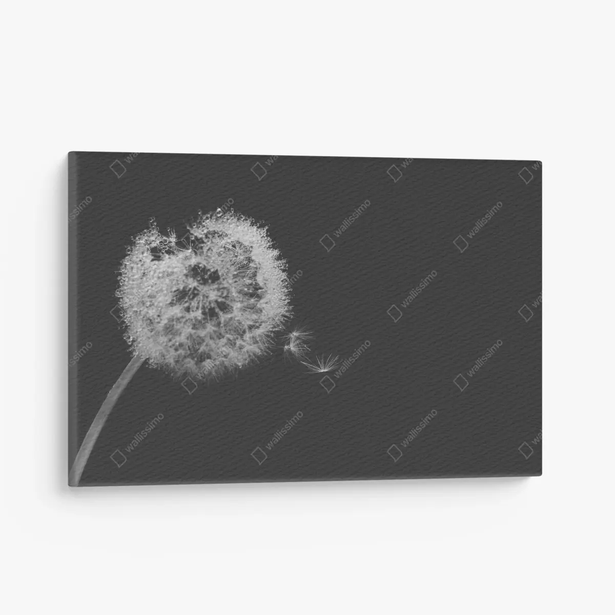 Leinwandbild zarter löwenzahn in monochrom – Pixers®