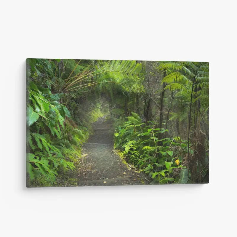 Leinwandbild üppiger regenwaldpfad im Kilauea Iki, Hawaii