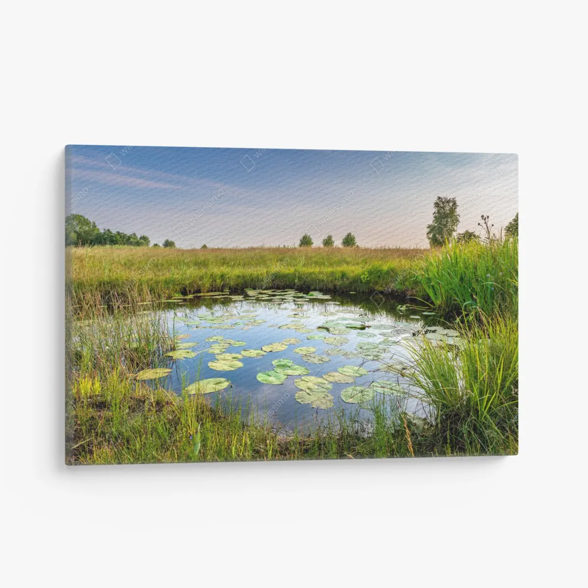 Leinwandbild ruhiger seerosen-teich in der wiese – Pixers®