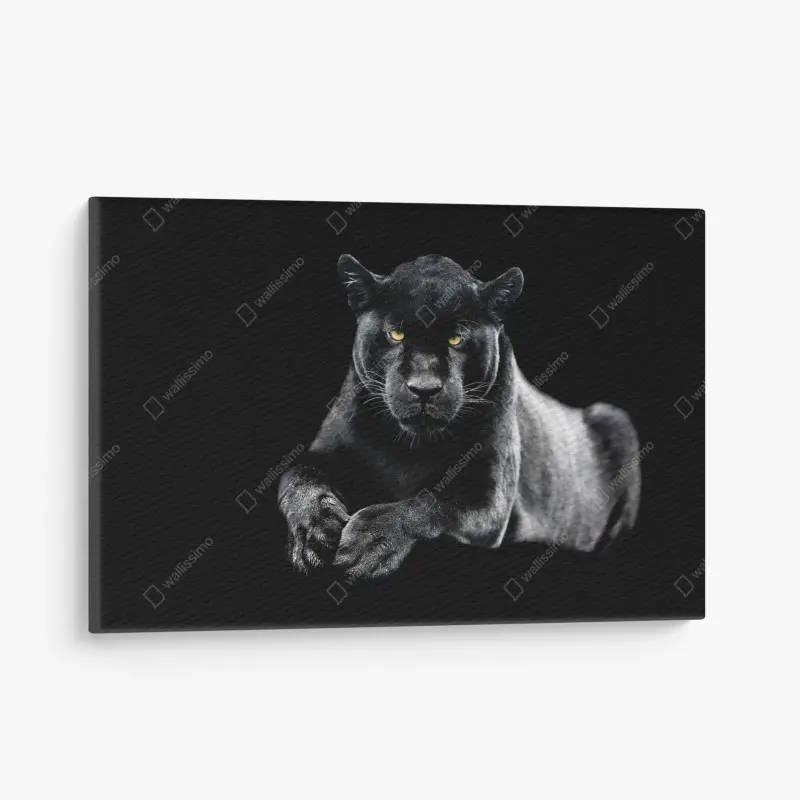Leinwandbild porträt eines schwarzen panthers vor schwarzem hintergrund
