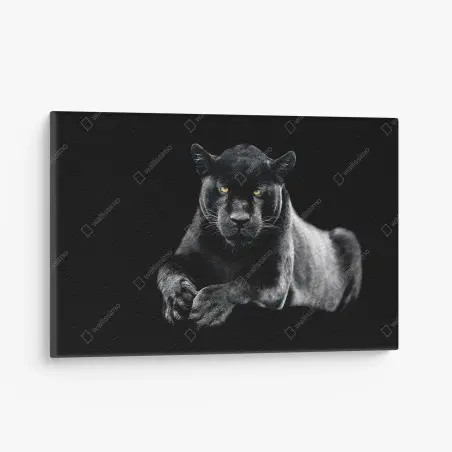 Leinwandbild porträt eines schwarzen panthers vor schwarzem hintergrund – Pixers®