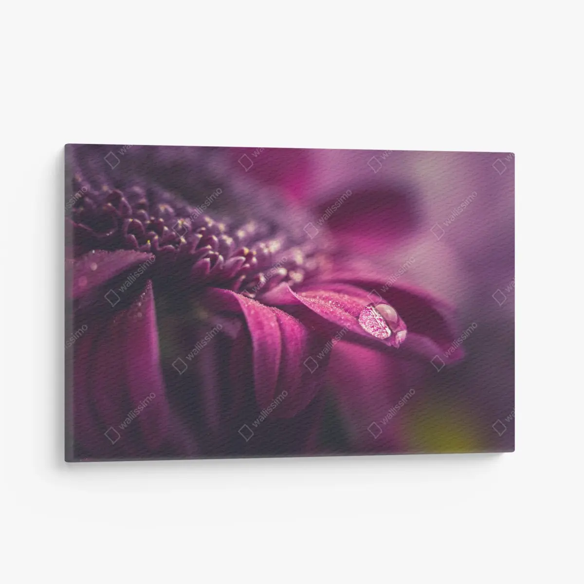 Leinwandbild lila makroblüte mit tautropfen – Pixers®