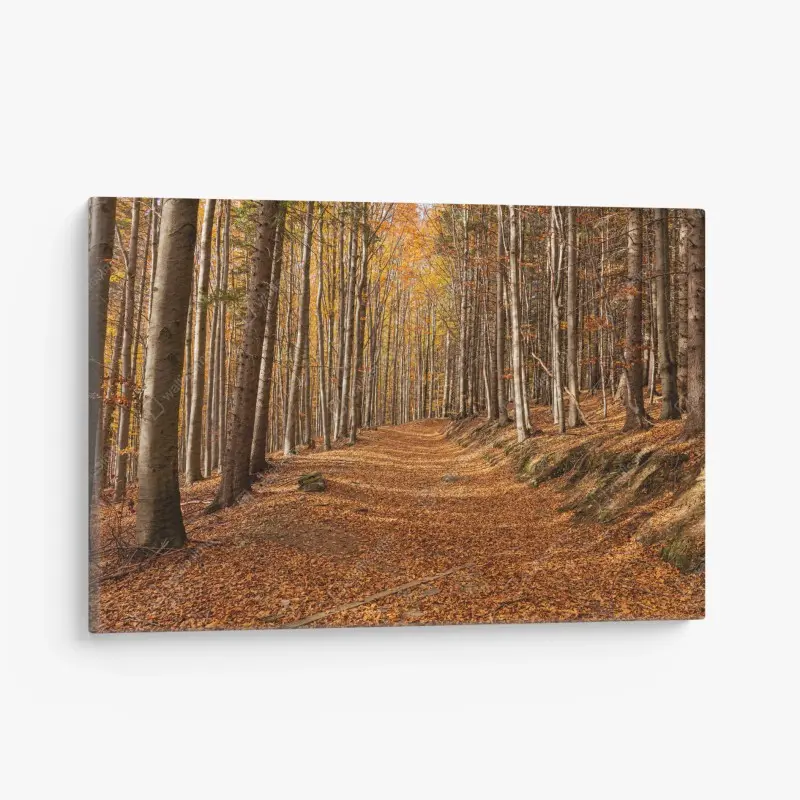 Leinwandbild herbstlicher waldweg mit goldenen blättern