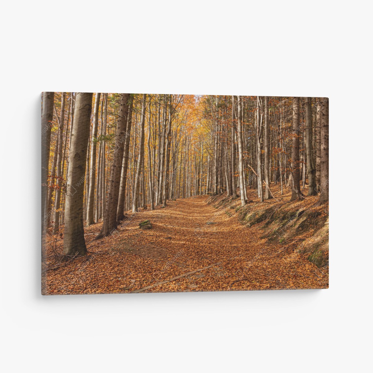 Leinwandbild herbstlicher waldweg mit goldenen blättern – Pixers®