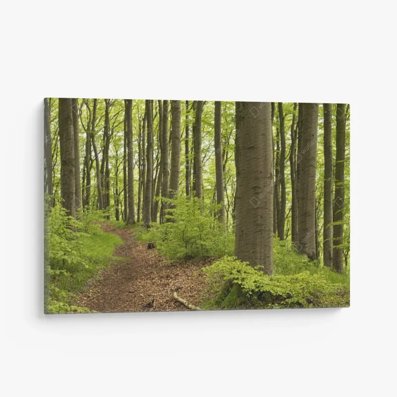 Leinwandbild ruhiger grüner waldweg