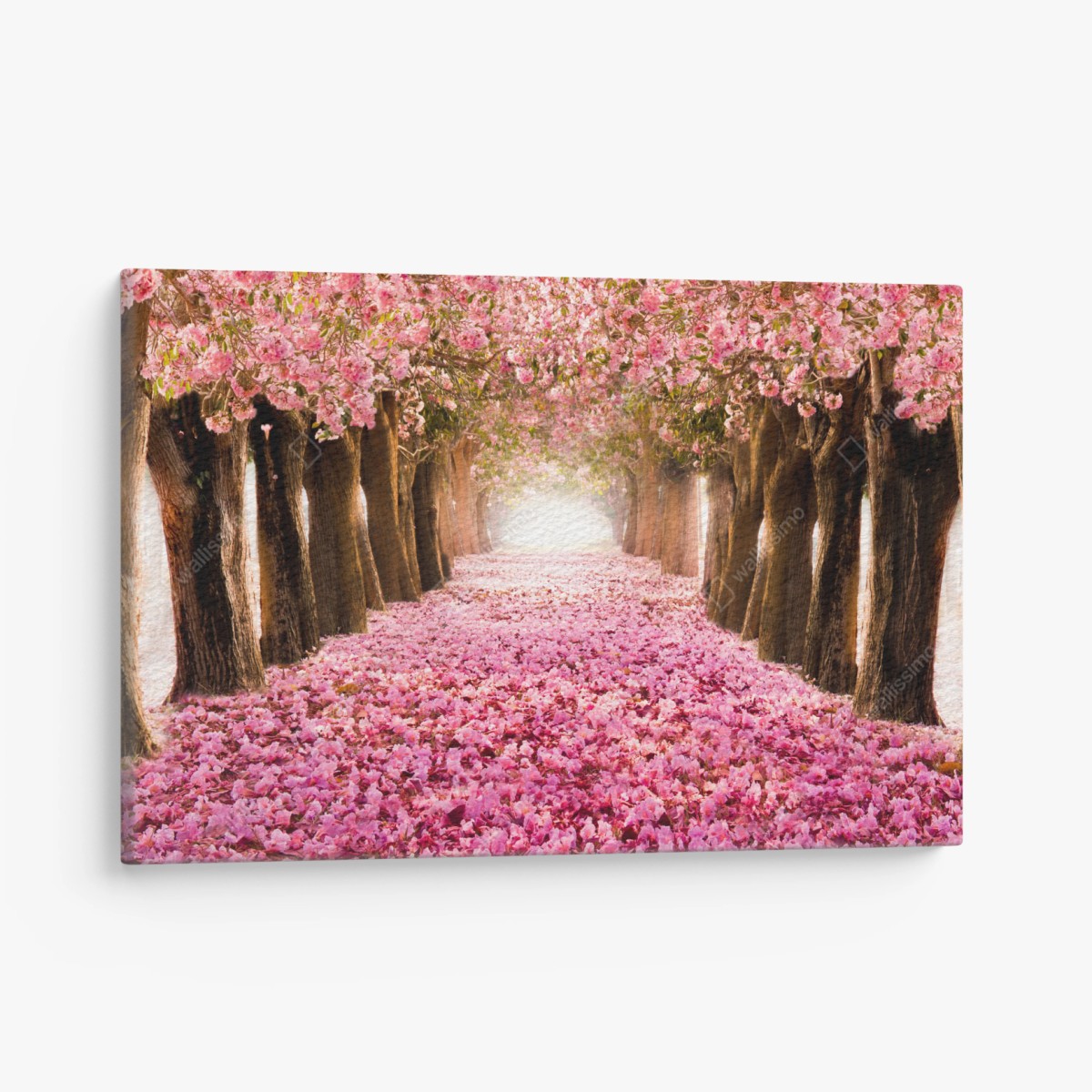 Leinwandbild rosa blütenallee unter kirschbäumen – Pixers®