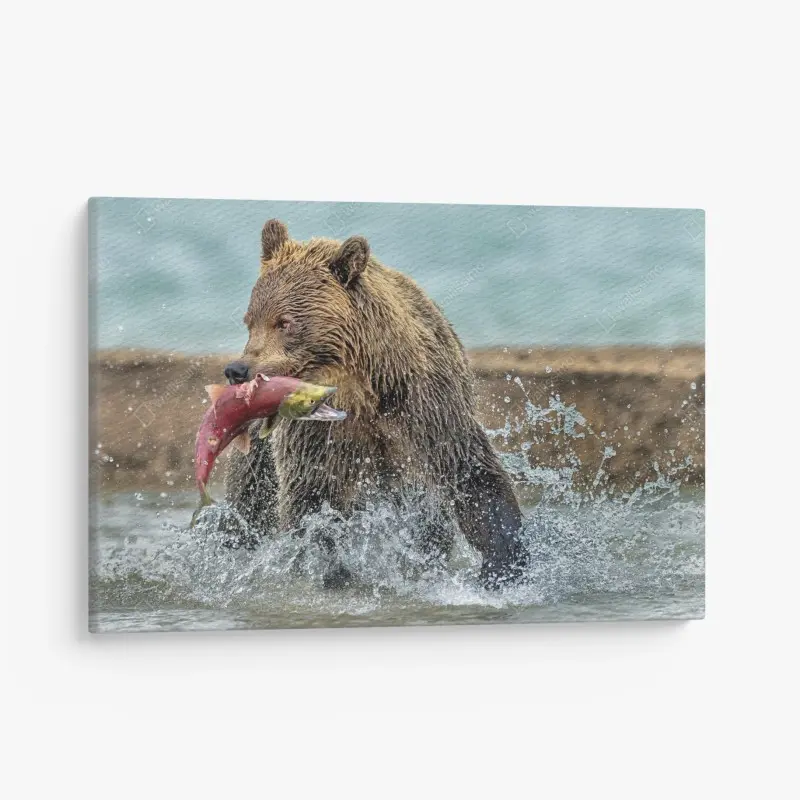 Leinwandbild braunbär fängt lachs im fluss