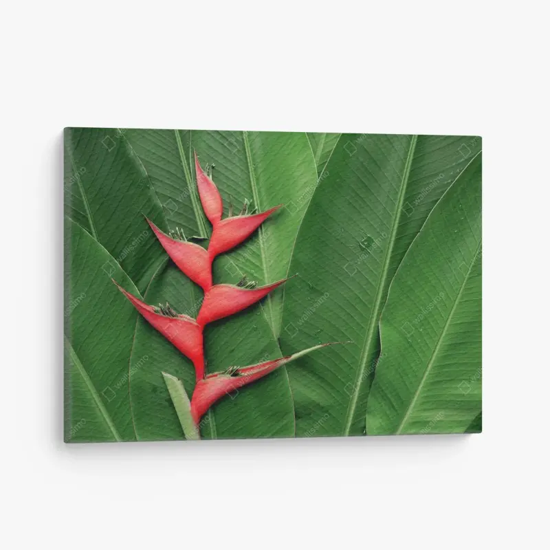 Leinwandbild leuchtende heliconia auf tropischen blättern