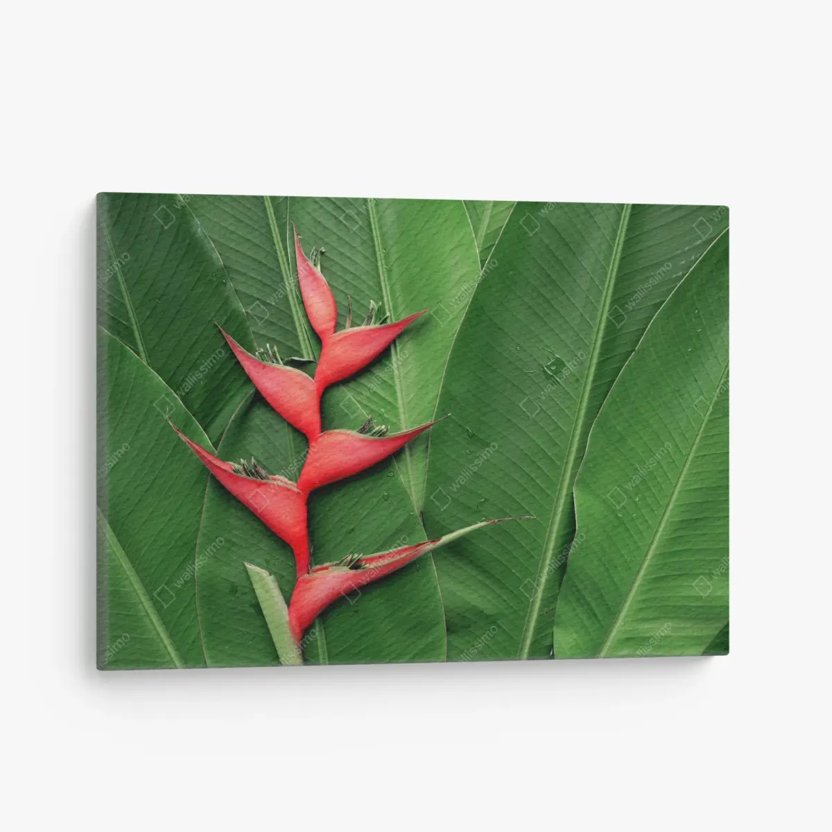 Leinwandbild leuchtende heliconia auf tropischen blättern – Pixers®