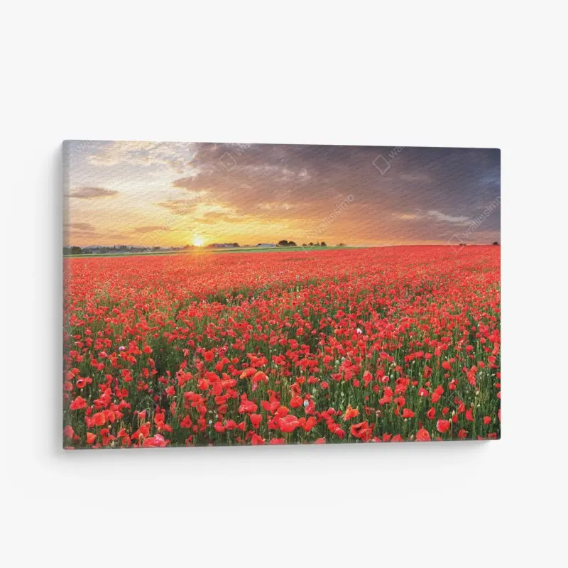 Leinwandbild mohnfeld im sonnenuntergang