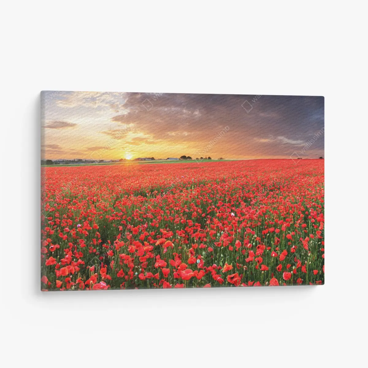 Leinwandbild mohnfeld im sonnenuntergang – Pixers®