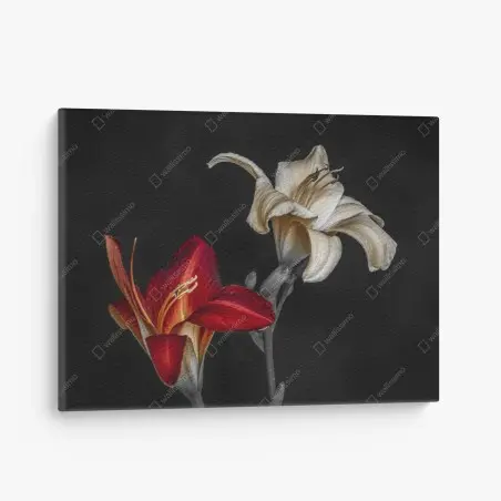 Leinwandbild dramatische rote und cremefarbene lilien auf schwarzem hintergrund – Pixers®