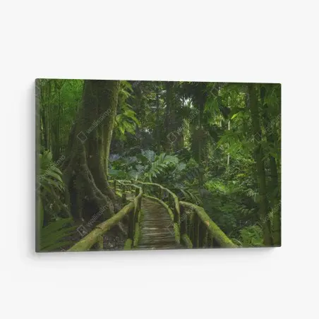 Leinwandbild ruhiger dschungelsteg durch üppigen regenwald – Pixers®