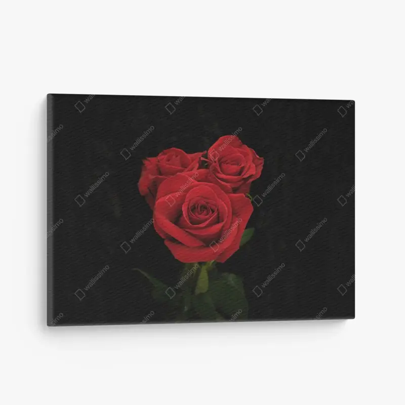 Leinwandbild rote rosen vor schwarzem hintergrund
