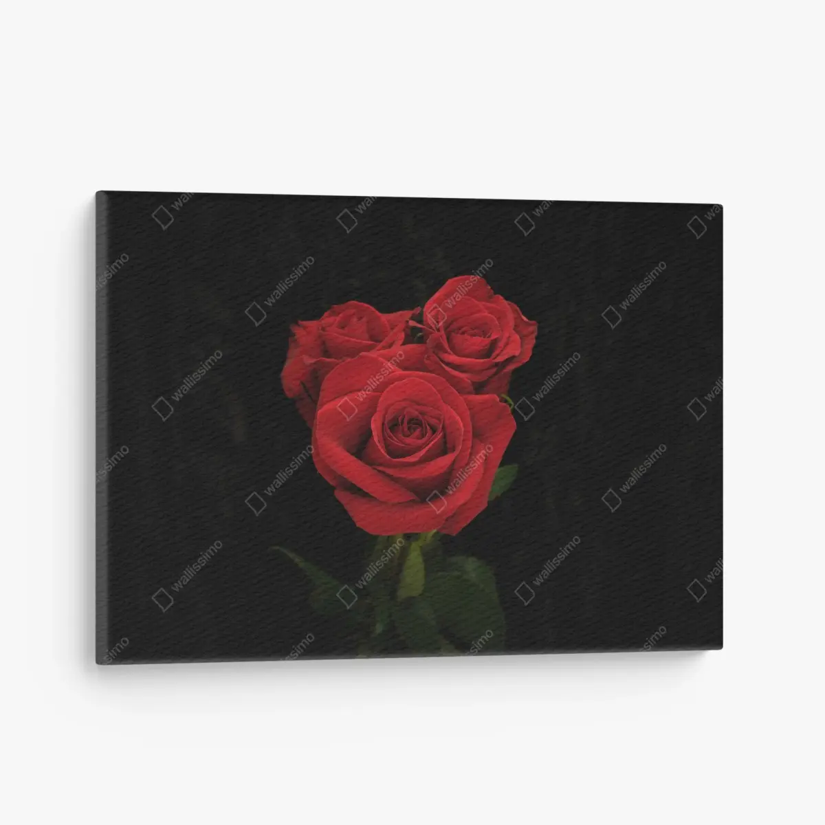 Leinwandbild rote rosen vor schwarzem hintergrund – Pixers®