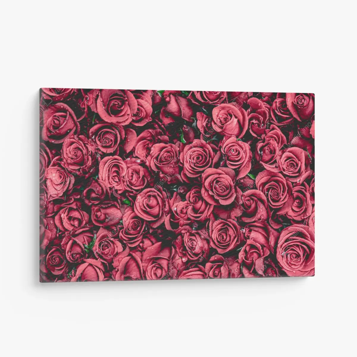 Leinwandbild pralle rote rosen wandbild – Pixers®