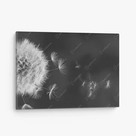 Leinwandbild schwebende löwenzahnsamen – Pixers®