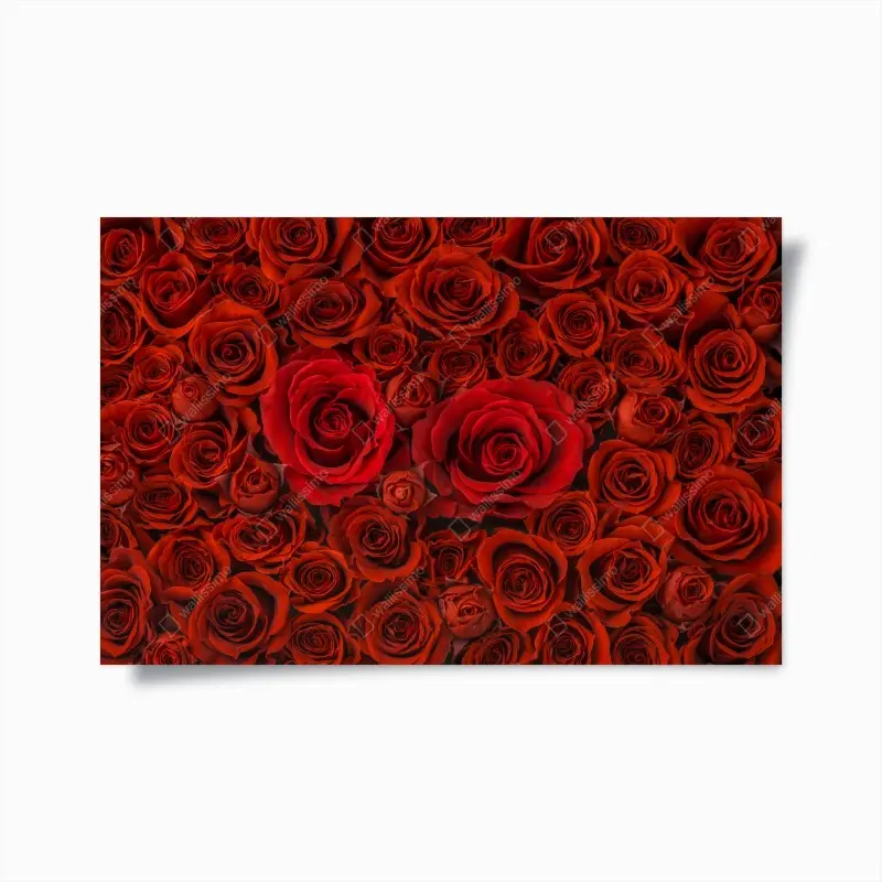 Poster prunkvolle collage roter rosen