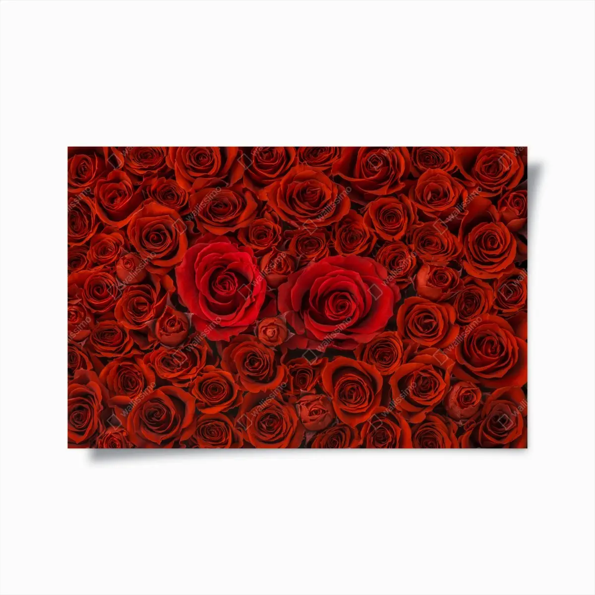 Poster prunkvolle collage roter rosen – Pixers®