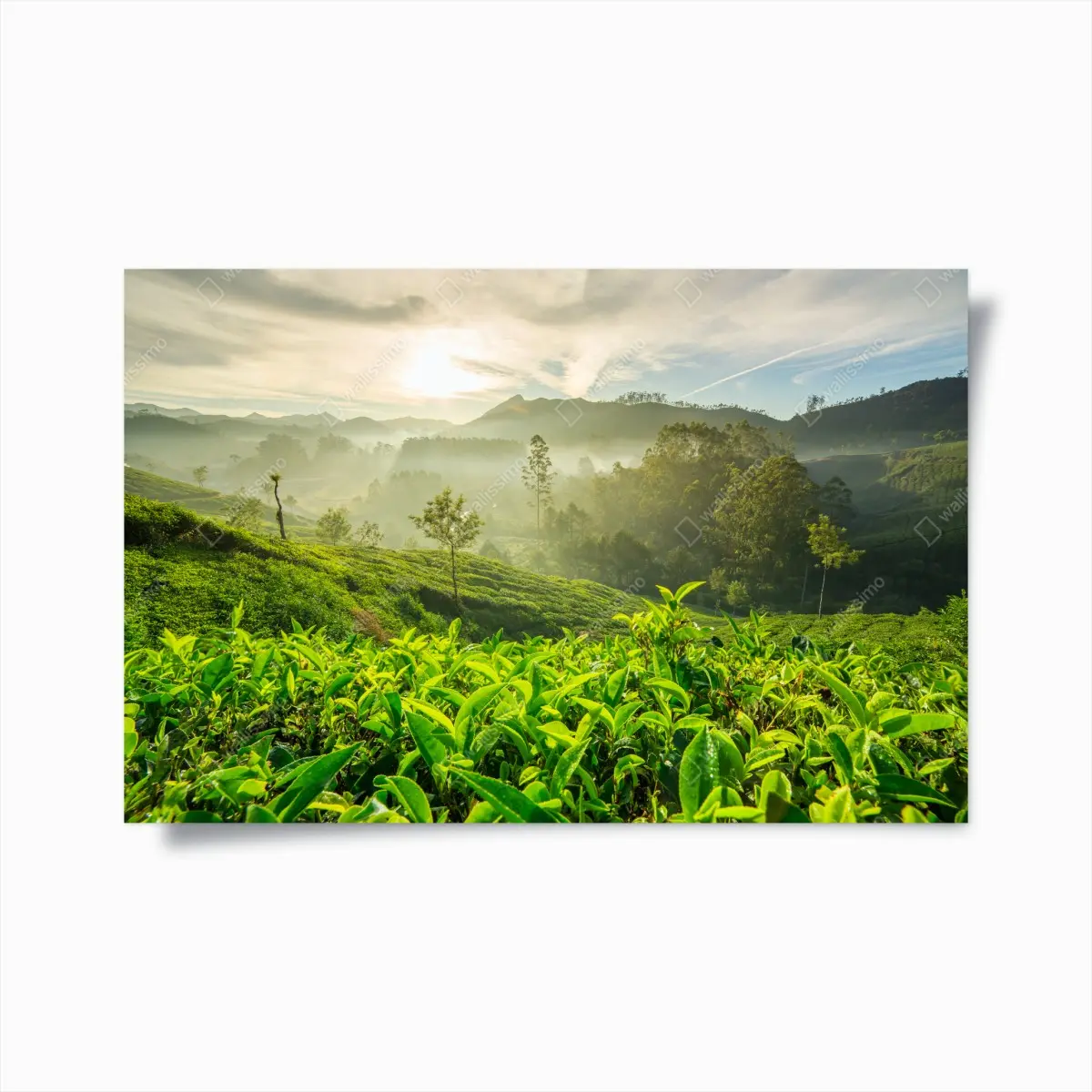 Poster sonnenaufgang über den teeplantagen von Munnar – Pixers®