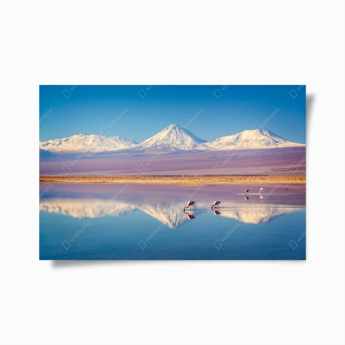 Poster Laguna Chaxa mit flamingos und Licancabur – Pixers®