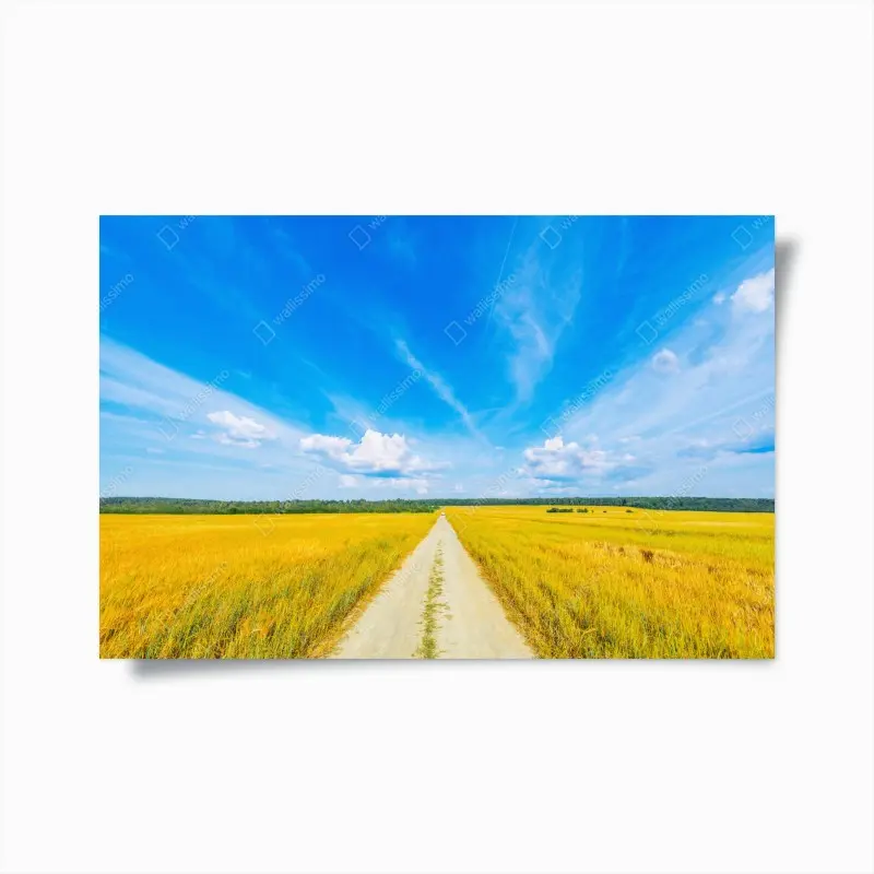 Poster goldene wiese unter weitem blauem himmel