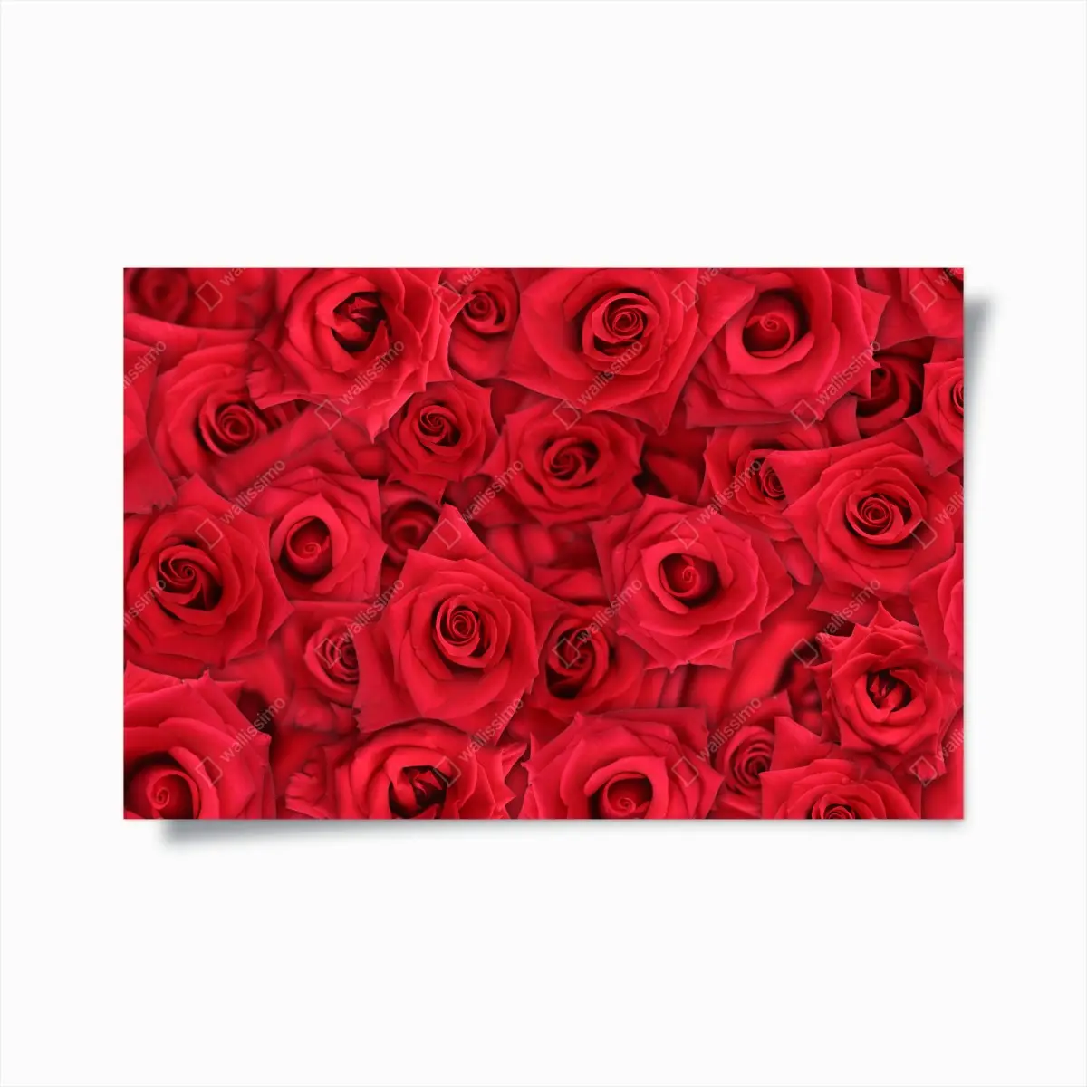 Poster leuchtende rote rosen collage – Pixers®