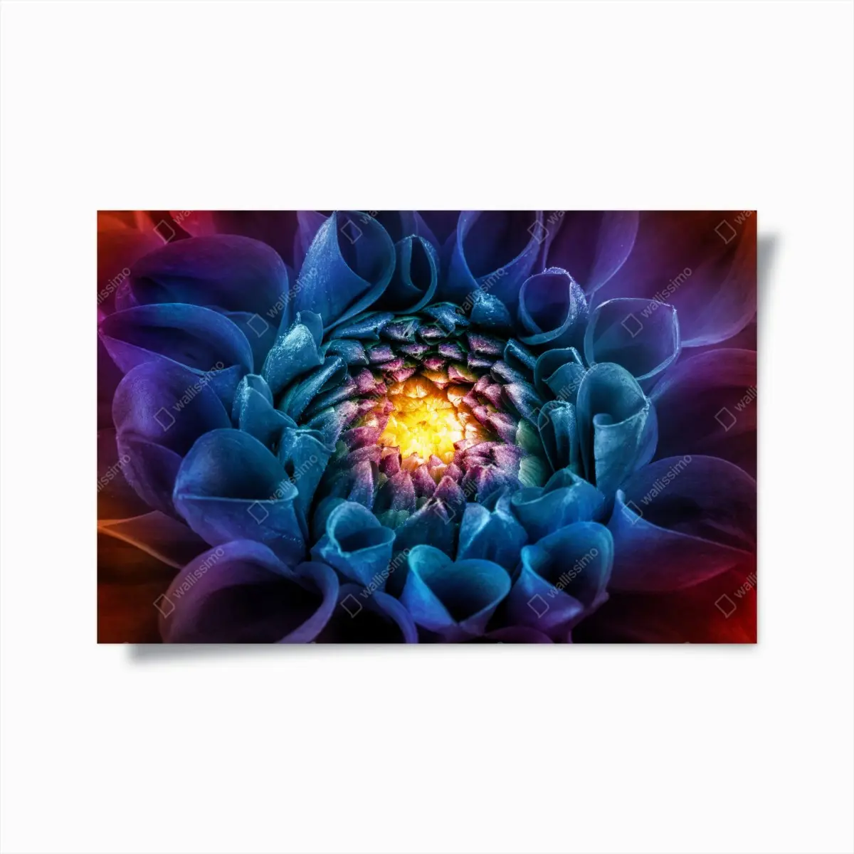 Poster leuchtende blaue chrysantheme nahaufnahme – Pixers®
