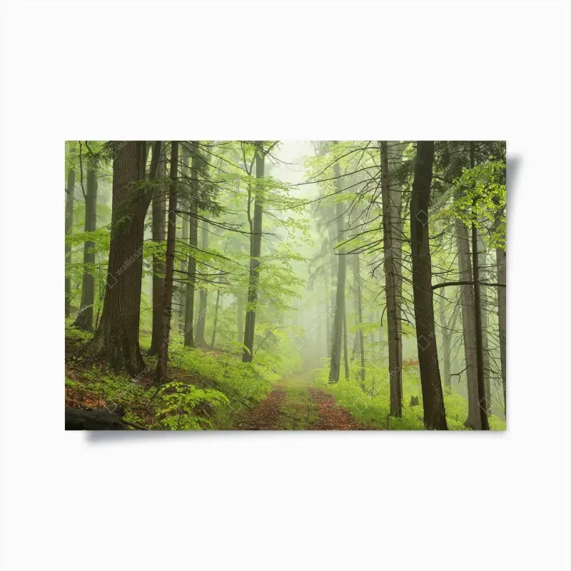 Poster nebliger grüner waldpfad