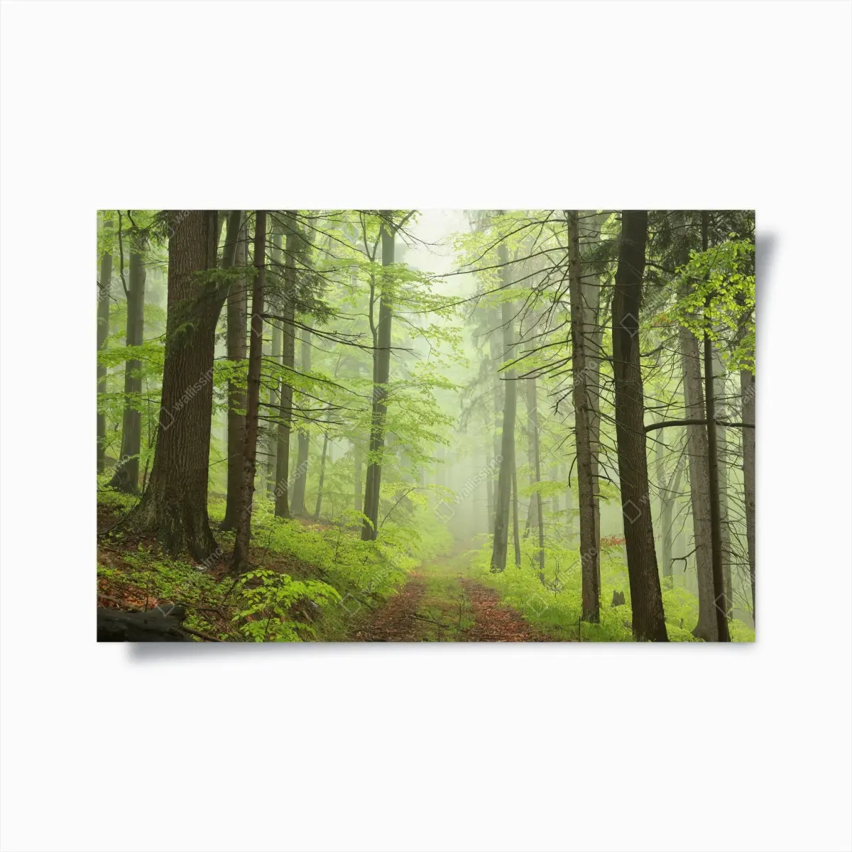 Poster nebliger grüner waldpfad – Pixers®
