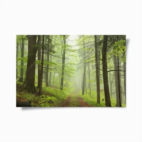 Poster nebliger grüner waldpfad – Pixers®