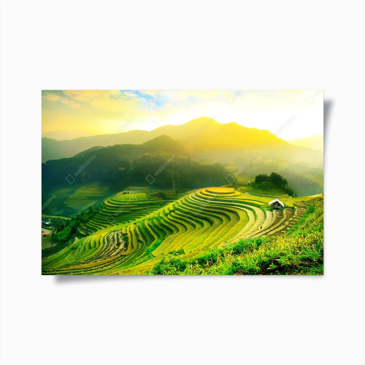 Poster goldene reisterrassen im morgenlicht – Pixers®