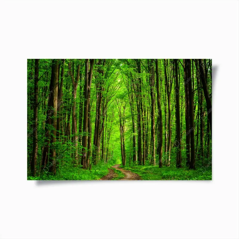 Poster üppiger grüner waldweg