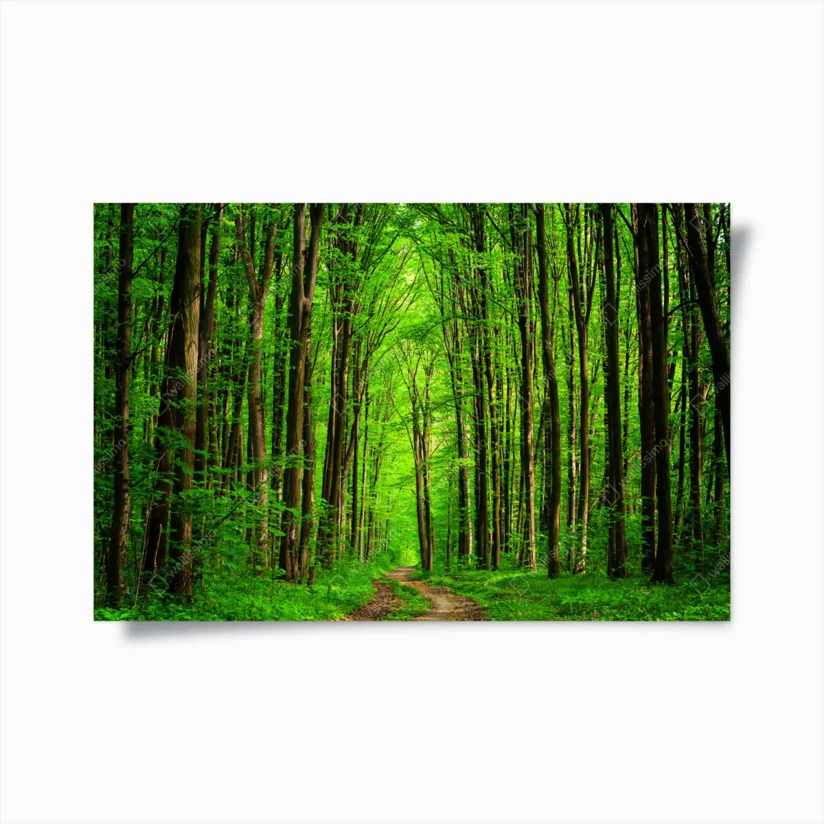 Poster üppiger grüner waldweg – Pixers®