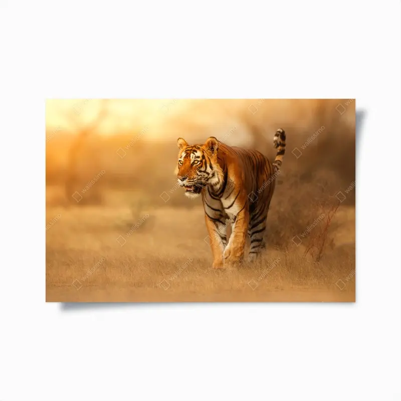 Poster majestätischer tiger im goldenen licht