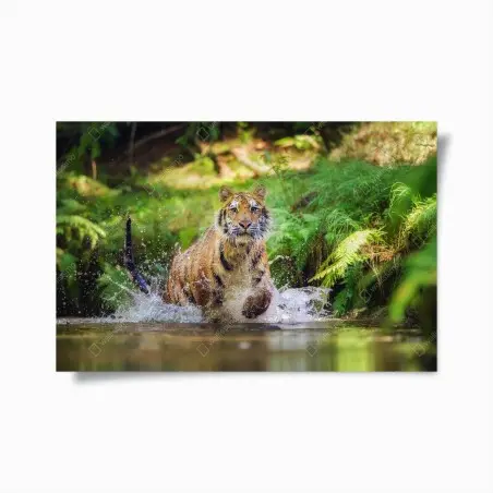 Poster majestätischer tiger im waldbach – Pixers®