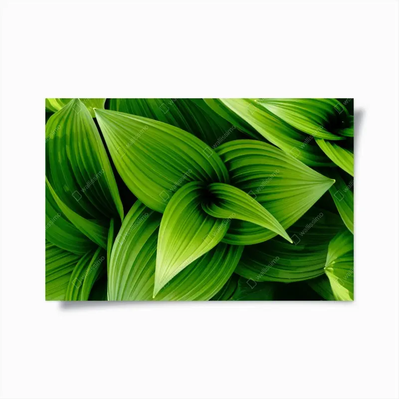 Poster üppige grüne blätter
