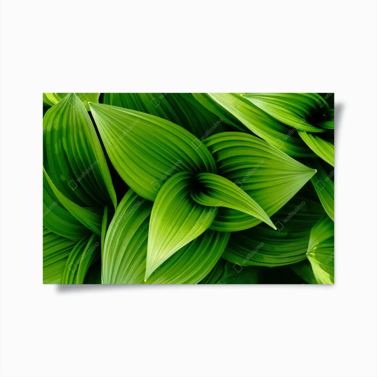 Poster üppige grüne blätter – Pixers®