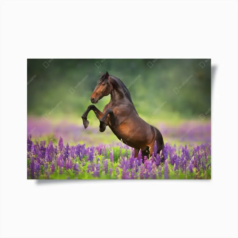Poster brauner hengst bäumt sich in lupinenwiese auf