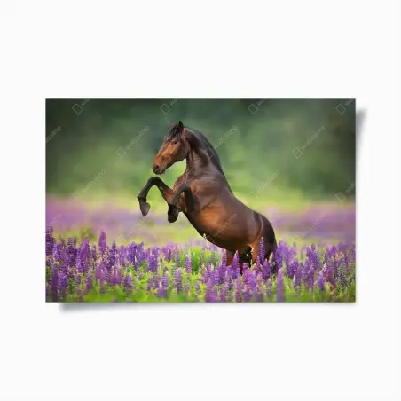 Poster brauner hengst bäumt sich in lupinenwiese auf – Pixers®