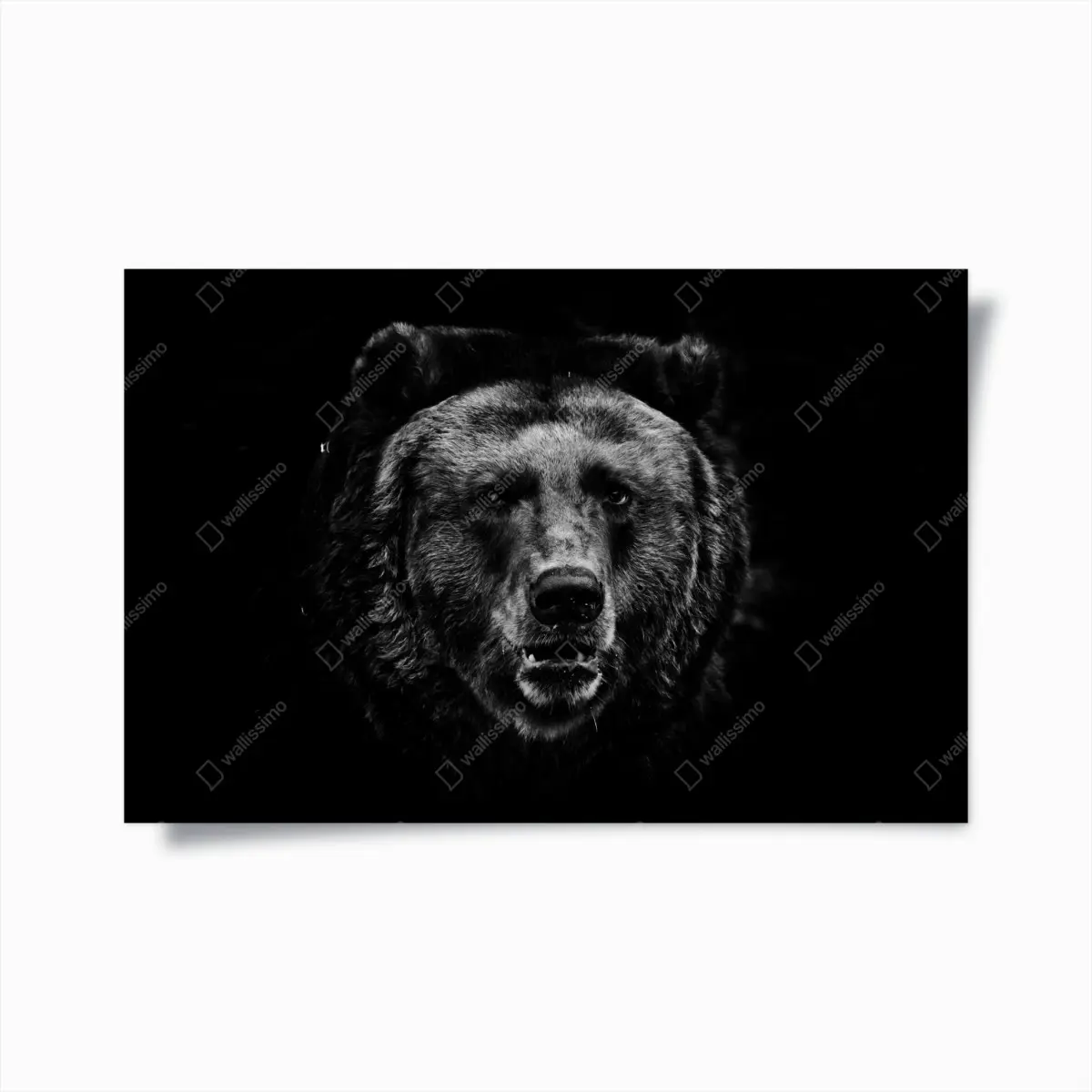 Poster düsteres grizzly-porträt in monochrom – Pixers®