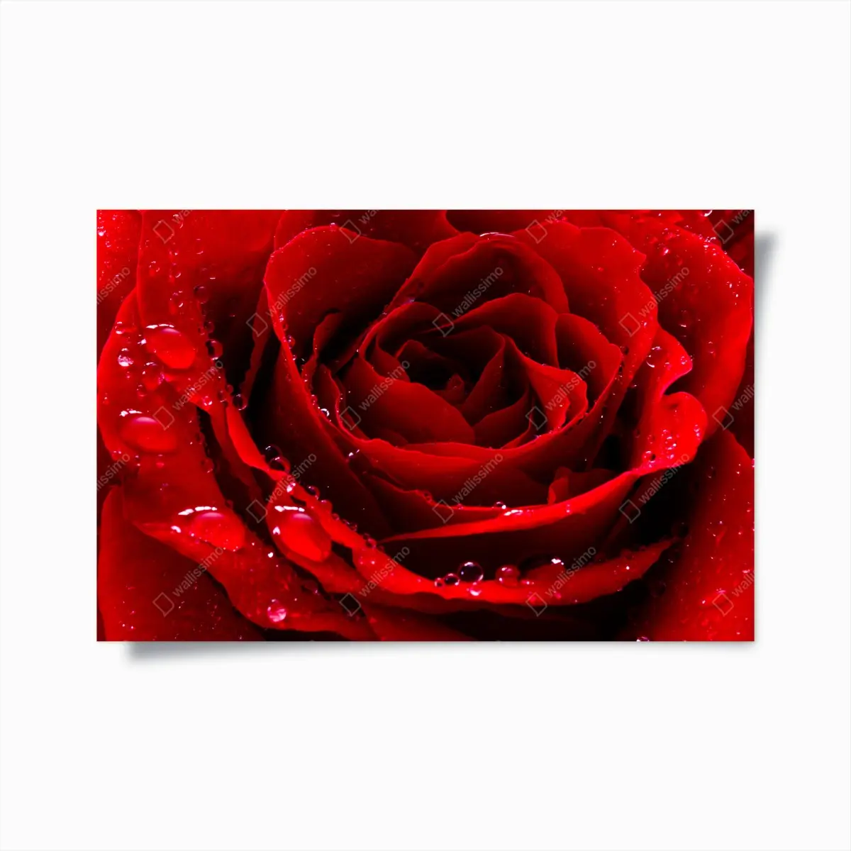 Poster leuchtend rote rose nahaufnahme – Pixers®